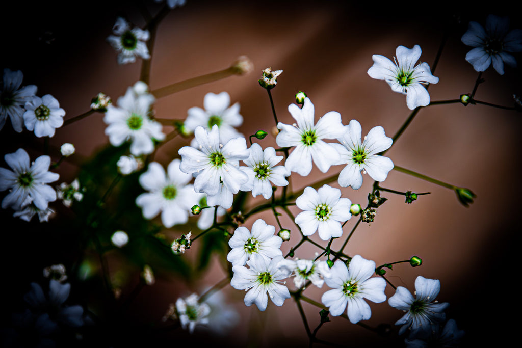 Baby's Breath Giclee Print: Ethereal Elegance Captured image 1