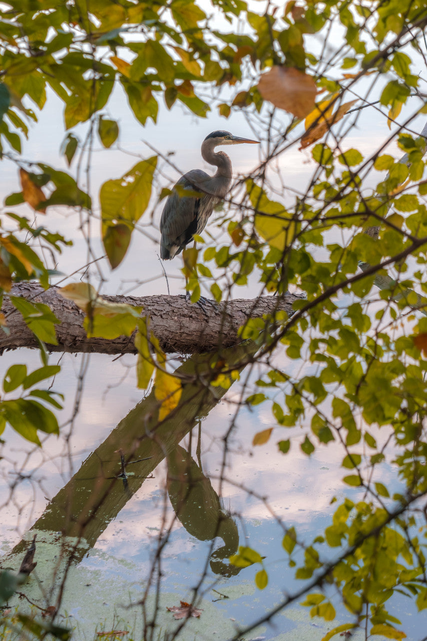Blue Heron Reflections: A Moment of Nature's Majesty - Fine Art Giclee Print image 1