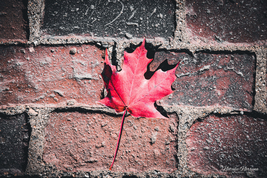 Red Maple Leaf in Boston Common Giclée Print: A Moment of Urban Nature image 1