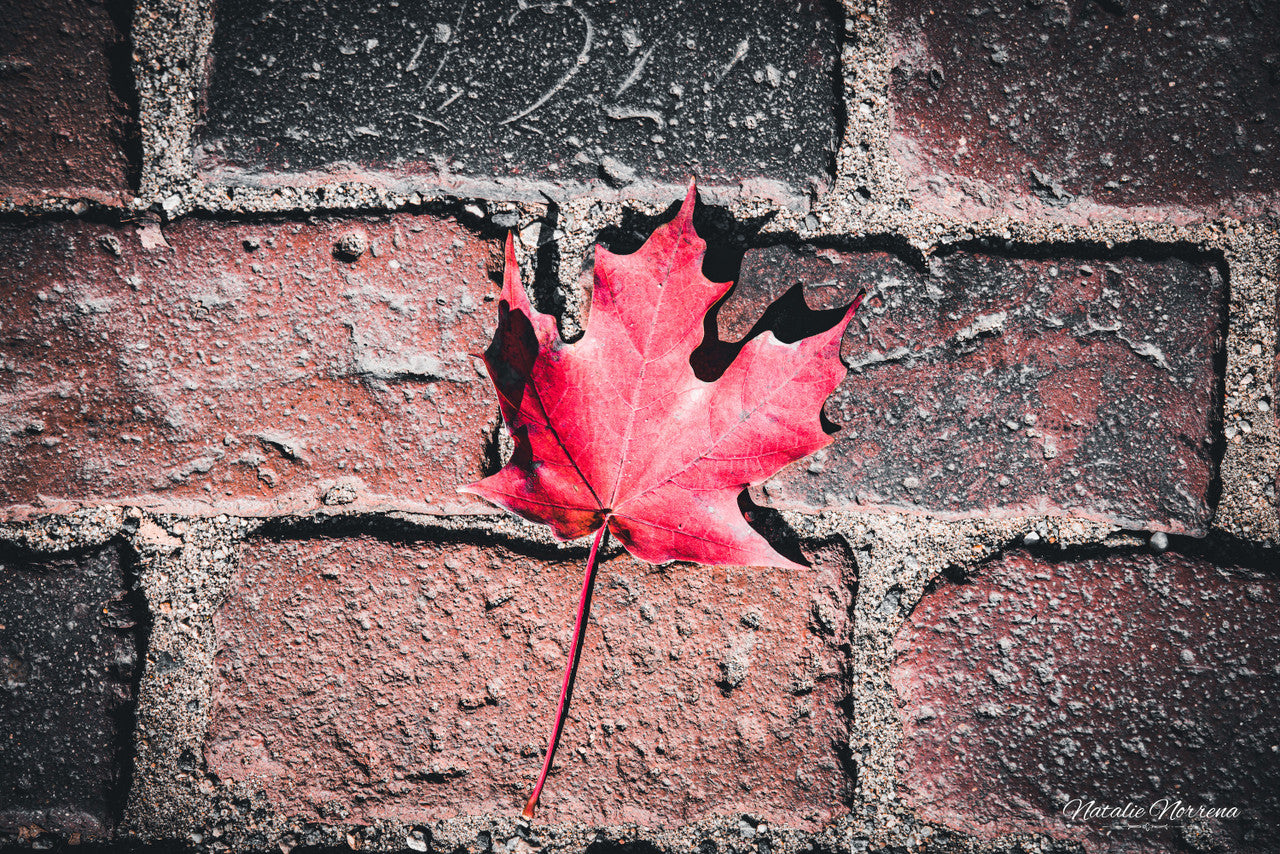 Red Maple Leaf in Boston Common Giclée Print: A Moment of Urban Nature image 1