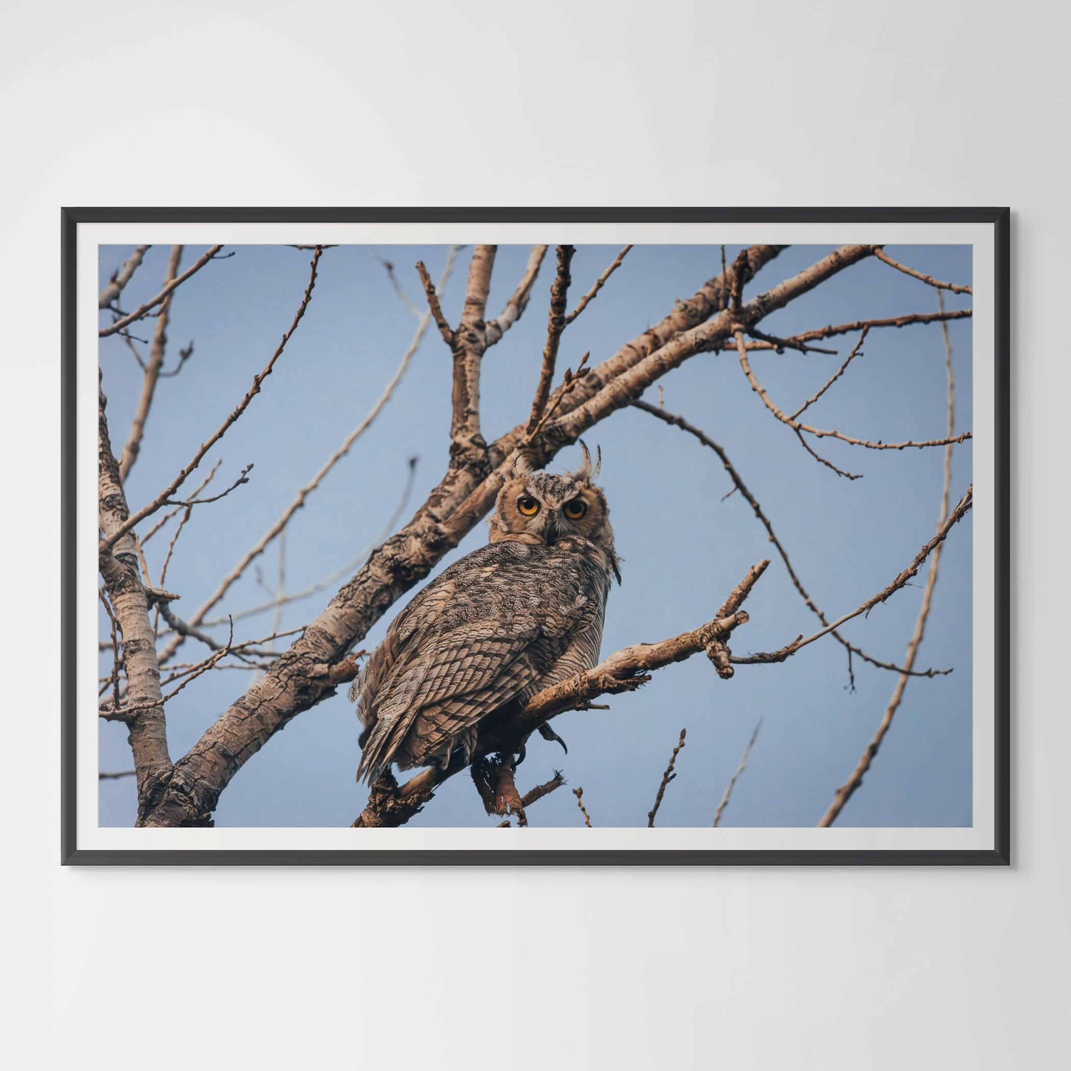 Great Horned Owl Giclée Print: A Piercing Gaze from Nature's Nocturnal Hunter image 0