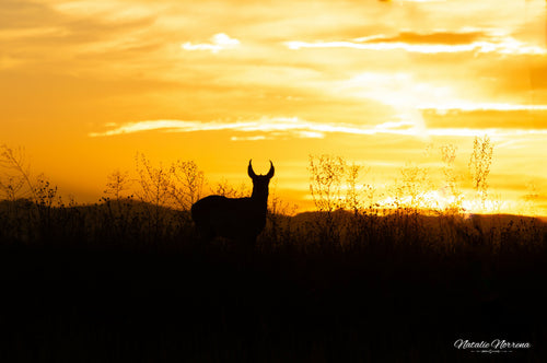 Colorado Pronghorn Silhouette Giclée Print: Golden Moments on the Prairie image 1