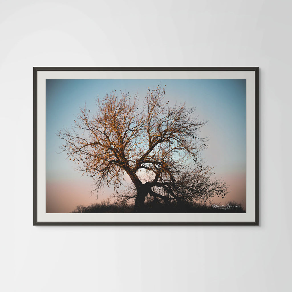 Sunset Cottonwood: Colorado's Majestic Beauty Giclee Print image 0