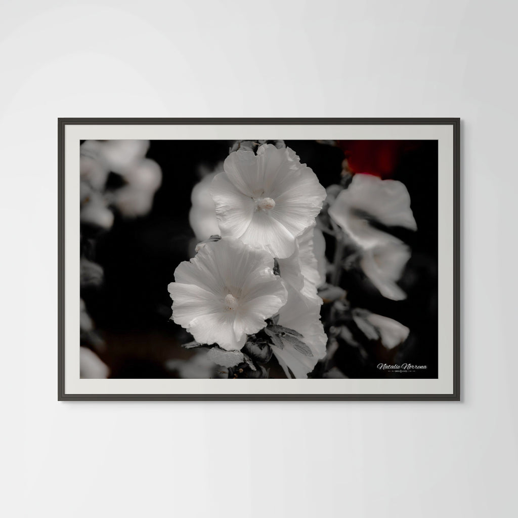 Hollyhocks in Black & White: A Giclee Print of Timeless Grace image 0
