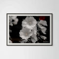 Hollyhocks in Black & White: A Giclee Print of Timeless Grace image 0