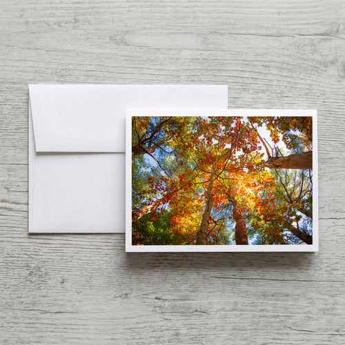 Set of  Notecards with Envelopes Featuring Autumn Leaves in Maine image 0