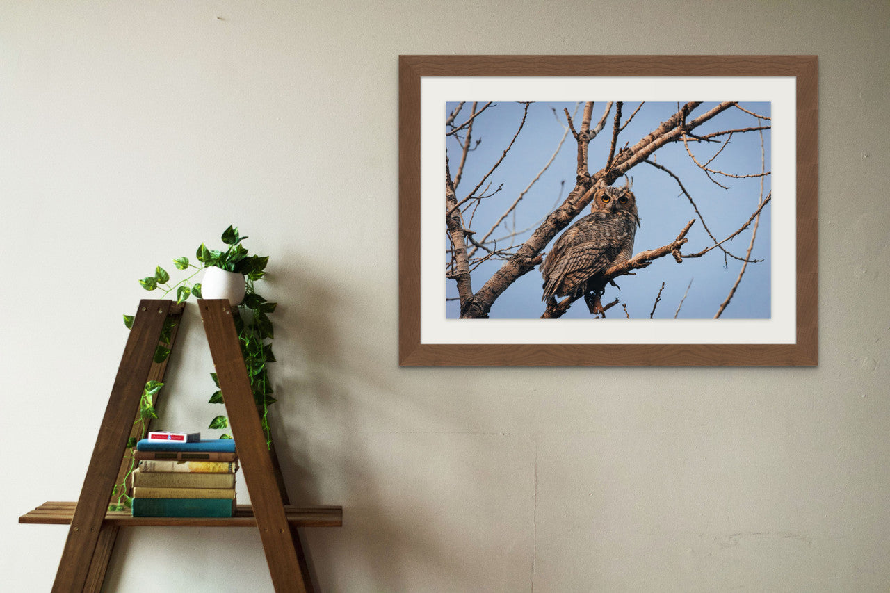 Great Horned Owl Giclée Print: A Piercing Gaze from Nature's Nocturnal Hunter image 5