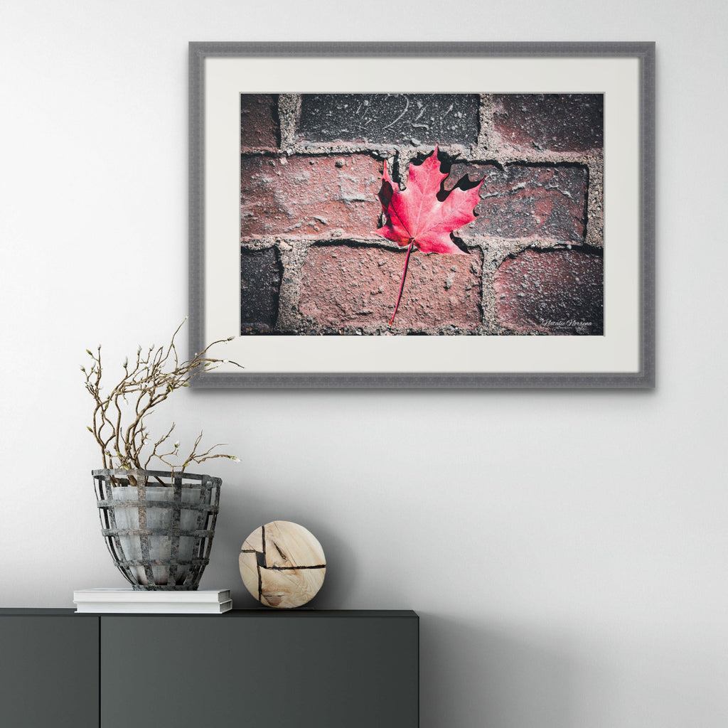 Red Maple Leaf in Boston Common Giclée Print: A Moment of Urban Nature image 3