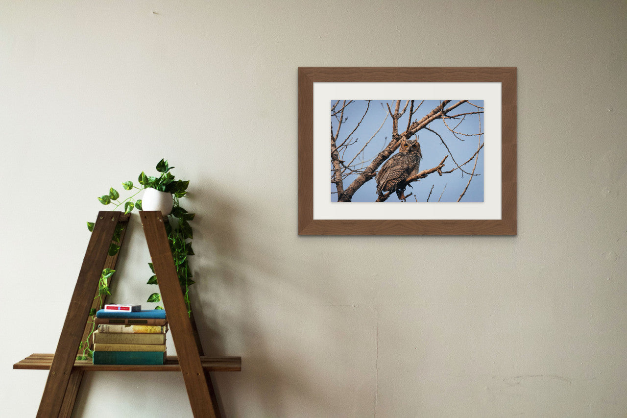 Great Horned Owl Giclée Print: A Piercing Gaze from Nature's Nocturnal Hunter image 3