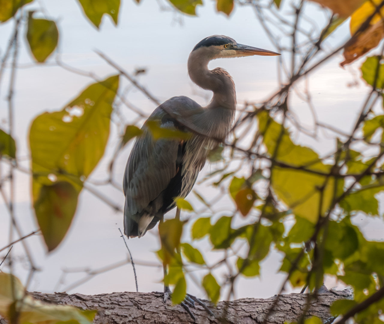 Blue Heron Reflections: A Moment of Nature's Majesty - Fine Art Giclee Print image 2