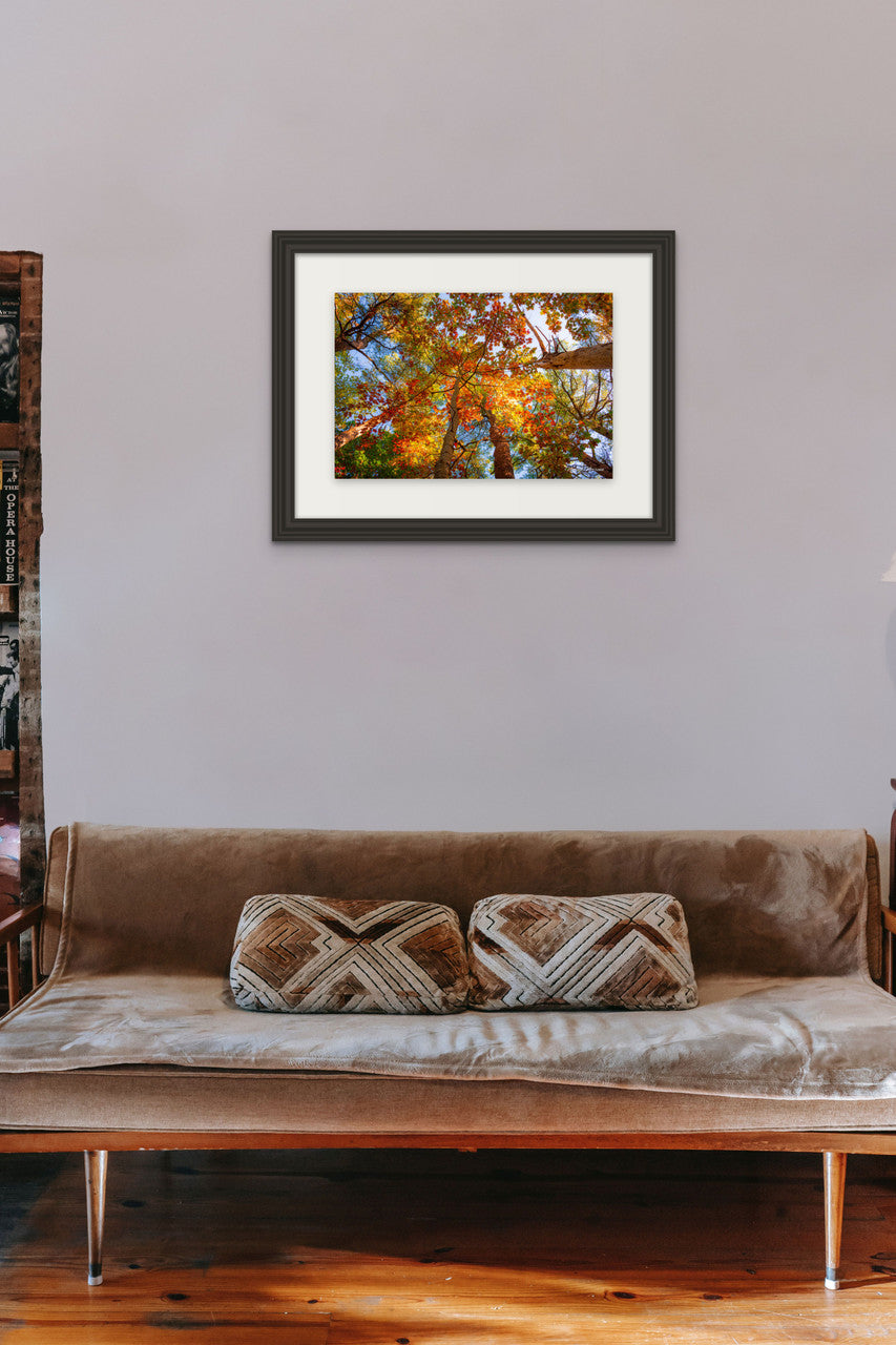 Autumn Leaves in Maine Giclee Print: A Canopy of Color image 5