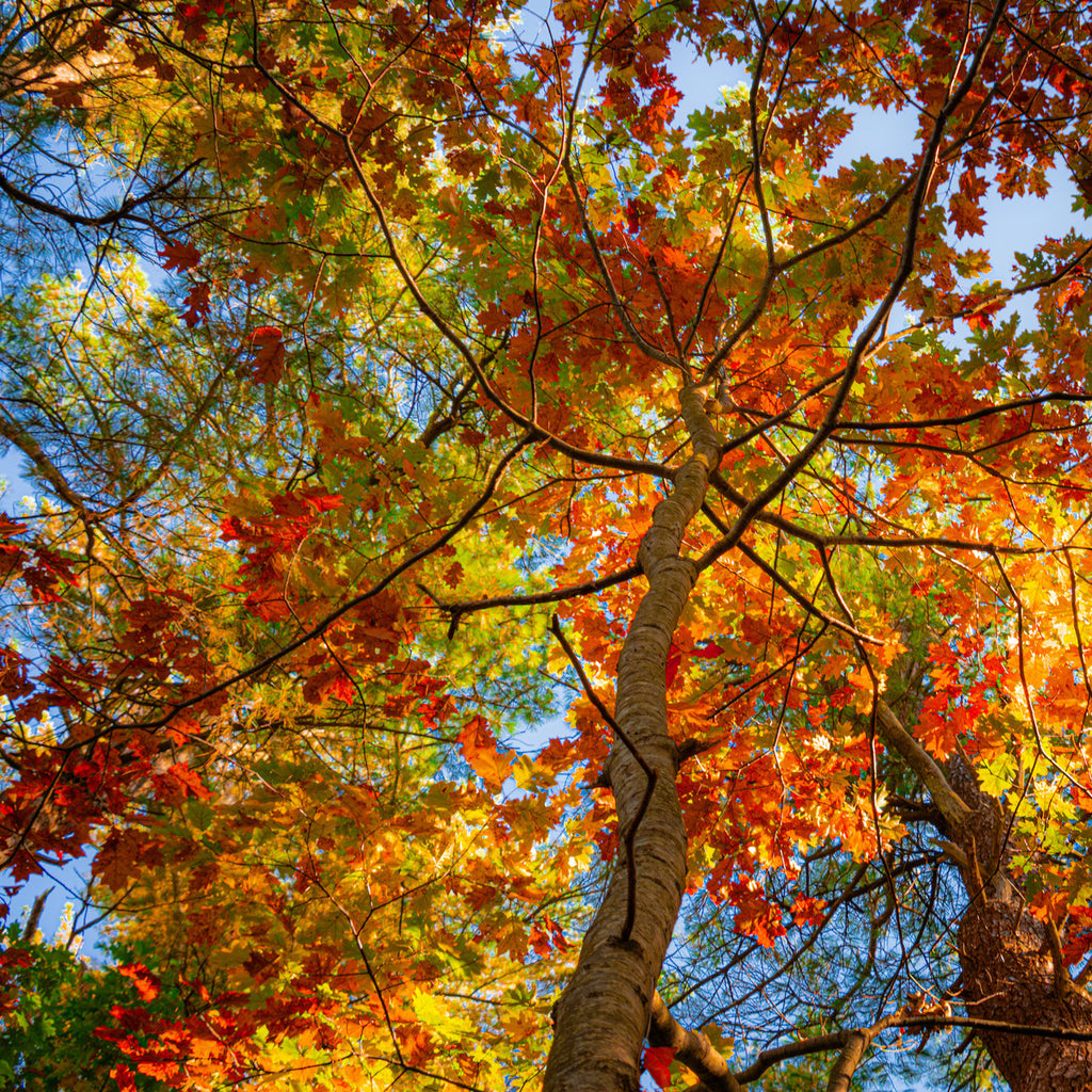 Autumn Leaves in Maine Giclee Print: A Canopy of Color image 2