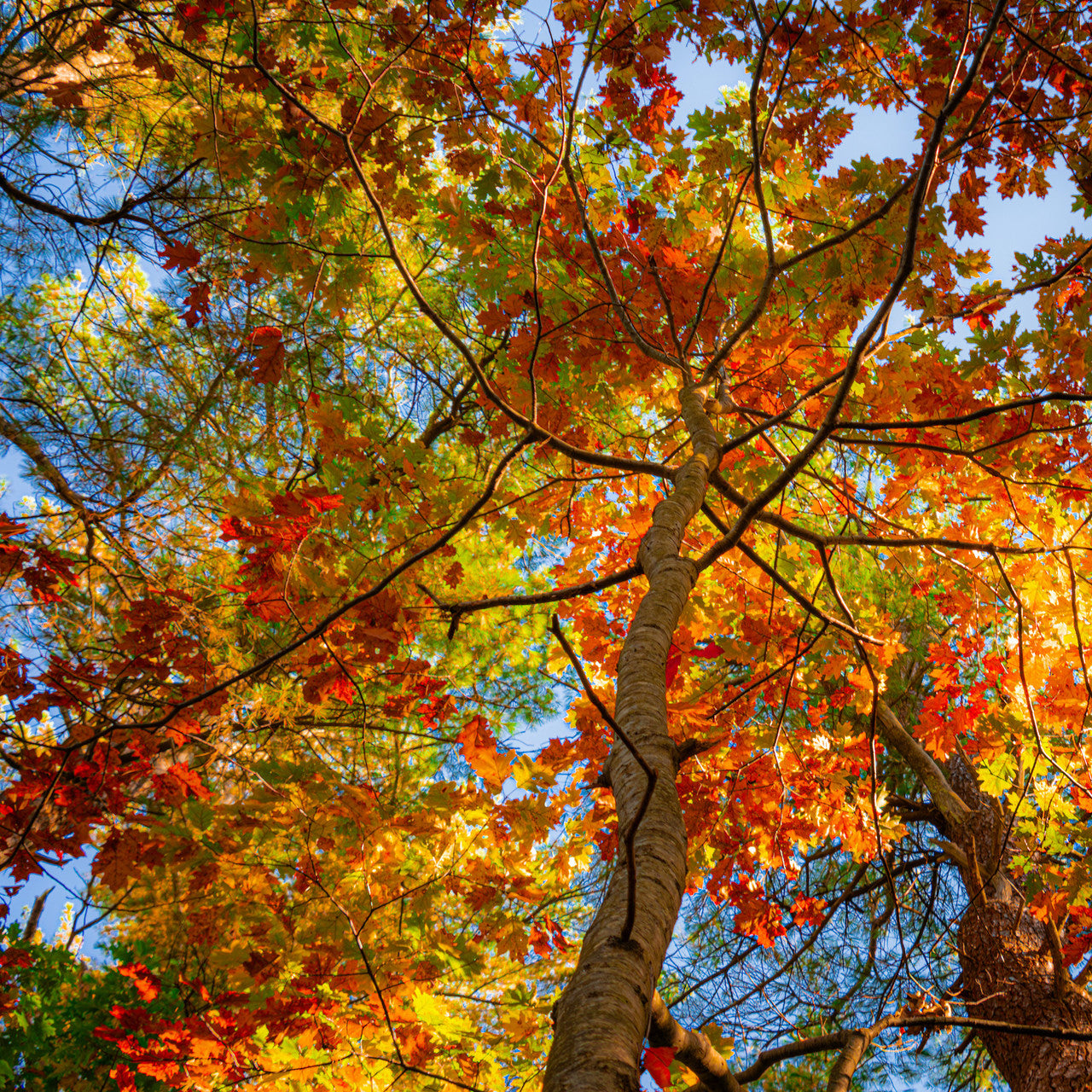 Autumn Leaves in Maine Giclee Print: A Canopy of Color image 2
