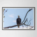Bald Eagle Giclée Print: A Glimpse of Tennessee's Majestic Guardian image 0