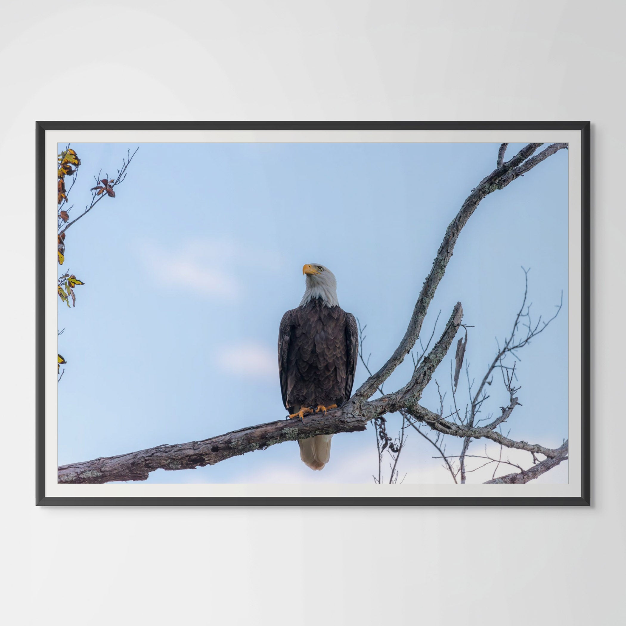 Bald Eagle Giclée Print: A Glimpse of Tennessee's Majestic Guardian image 0