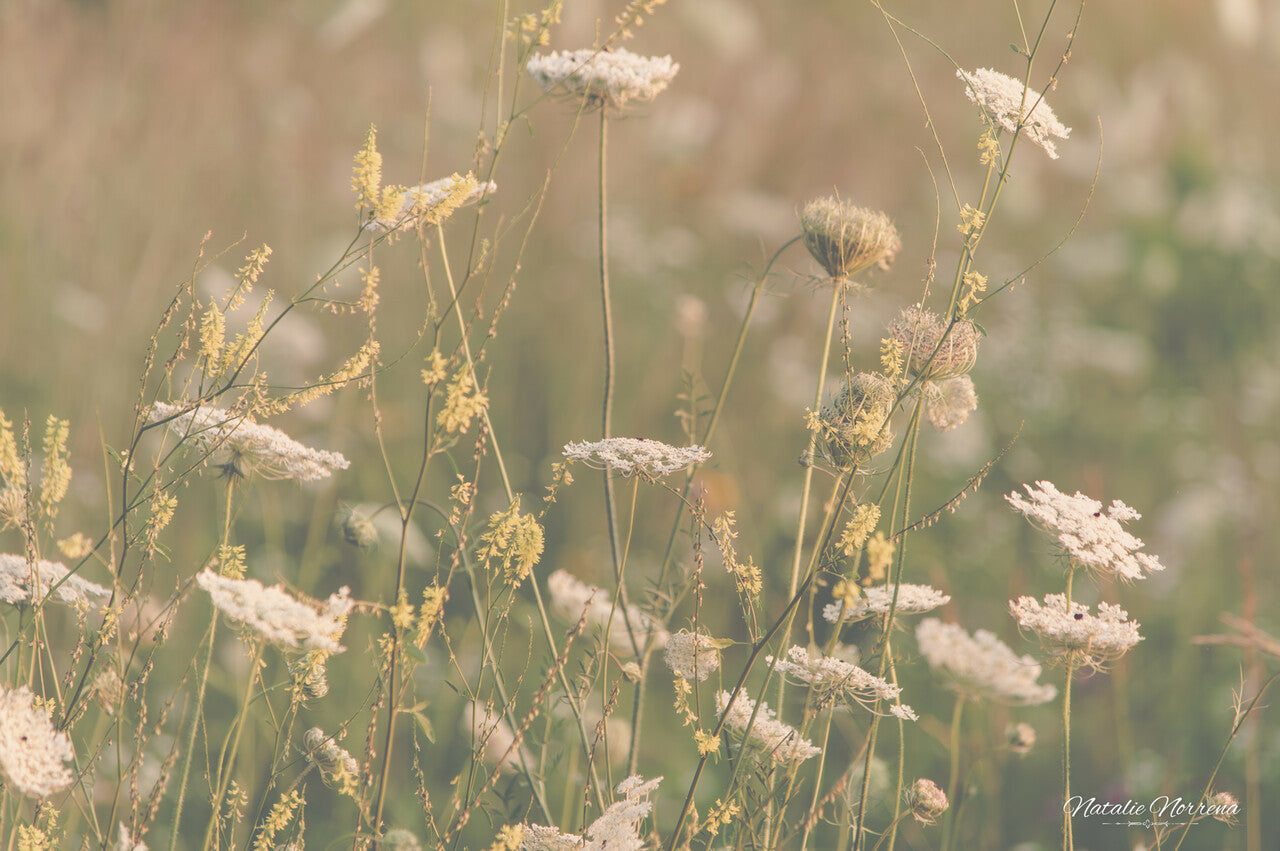 Neutral Wildflowers of Colorado: A Serene Giclee Print image 1