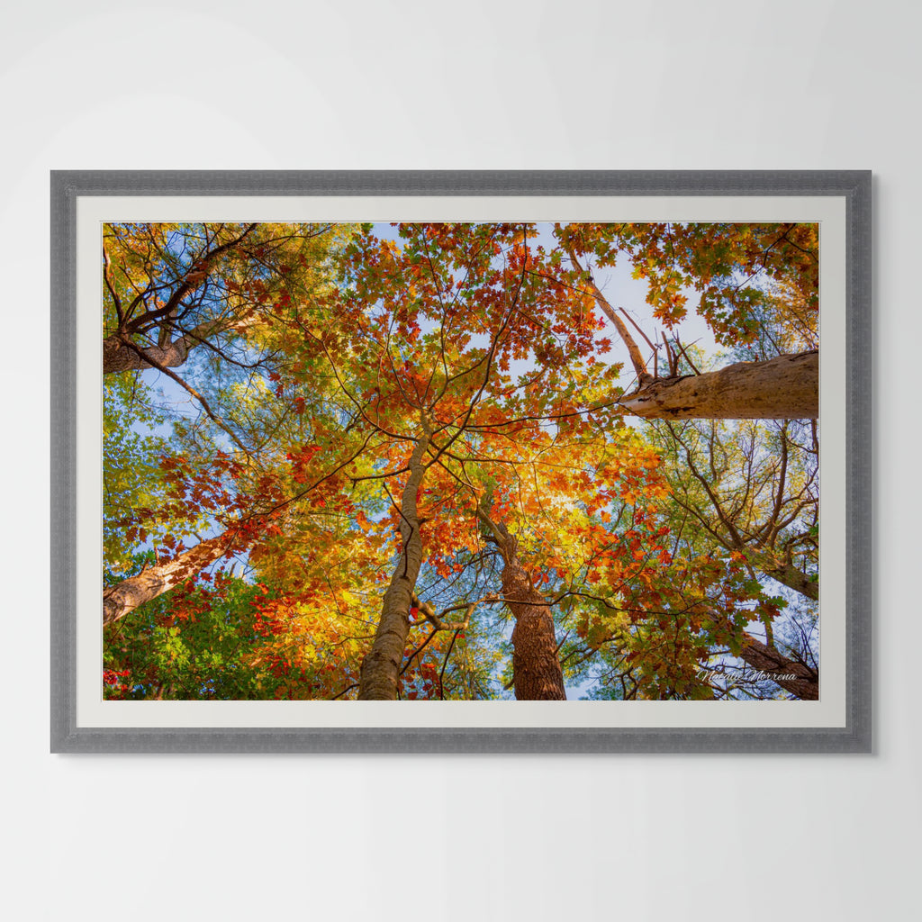 Autumn Leaves in Maine Giclee Print: A Canopy of Color image 0