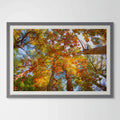 Autumn Leaves in Maine Giclee Print: A Canopy of Color image 0