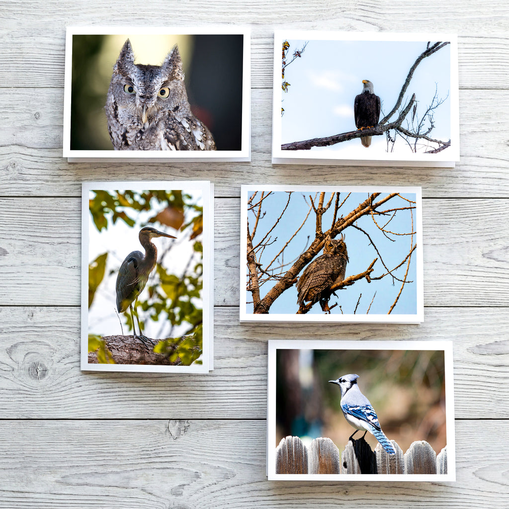 Fine Art Bird Note Cards – Blue Jay, Heron, Eagle, Owl Photography image 0