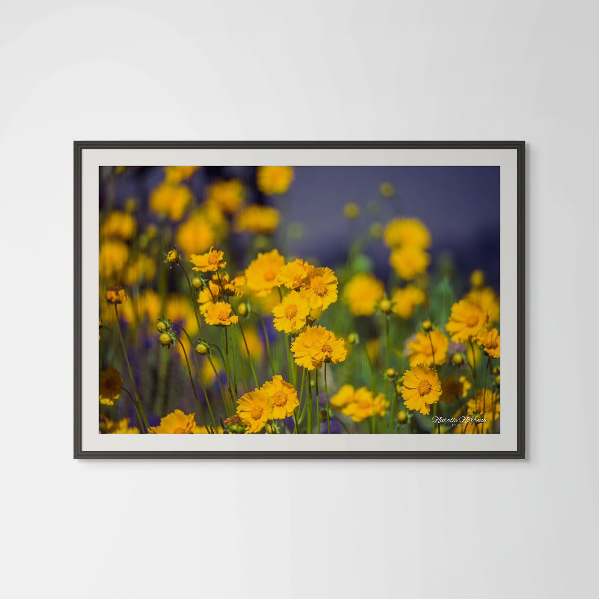Yellow Colorado Wildflowers Giclée Print: A Burst of Sunshine image 0