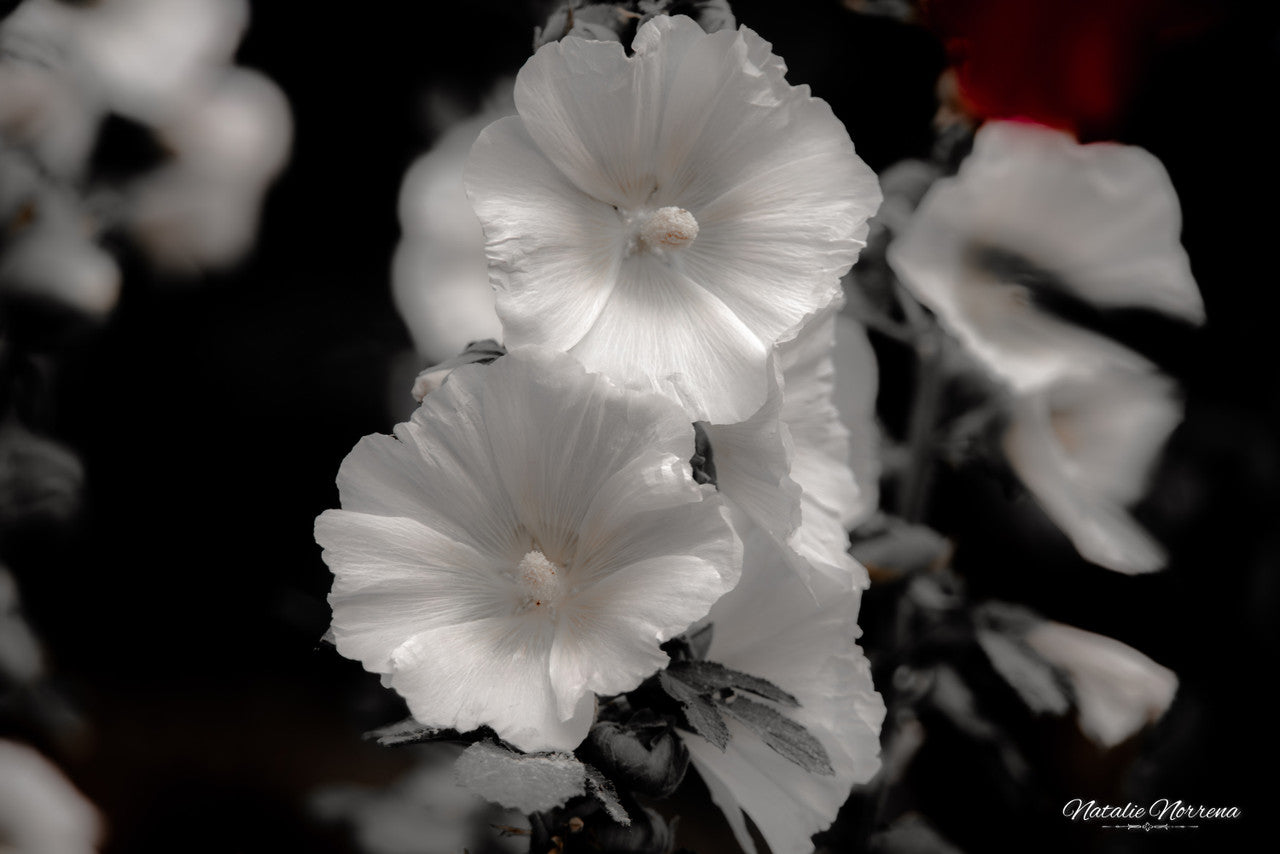 Hollyhocks in Black & White: A Giclee Print of Timeless Grace image 1