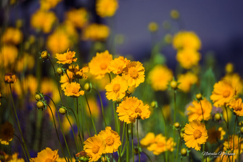 Yellow Colorado Wildflowers Giclée Print: A Burst of Sunshine image 1