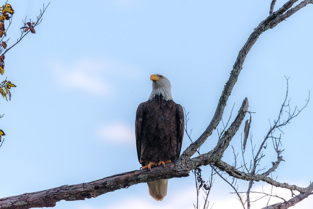 Fine Art Bird Note Cards – Blue Jay, Heron, Eagle, Owl Photography image 4