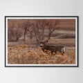 Mule Deer at Colorado Sunset: A Glimpse of Nature's Grandeur image 0
