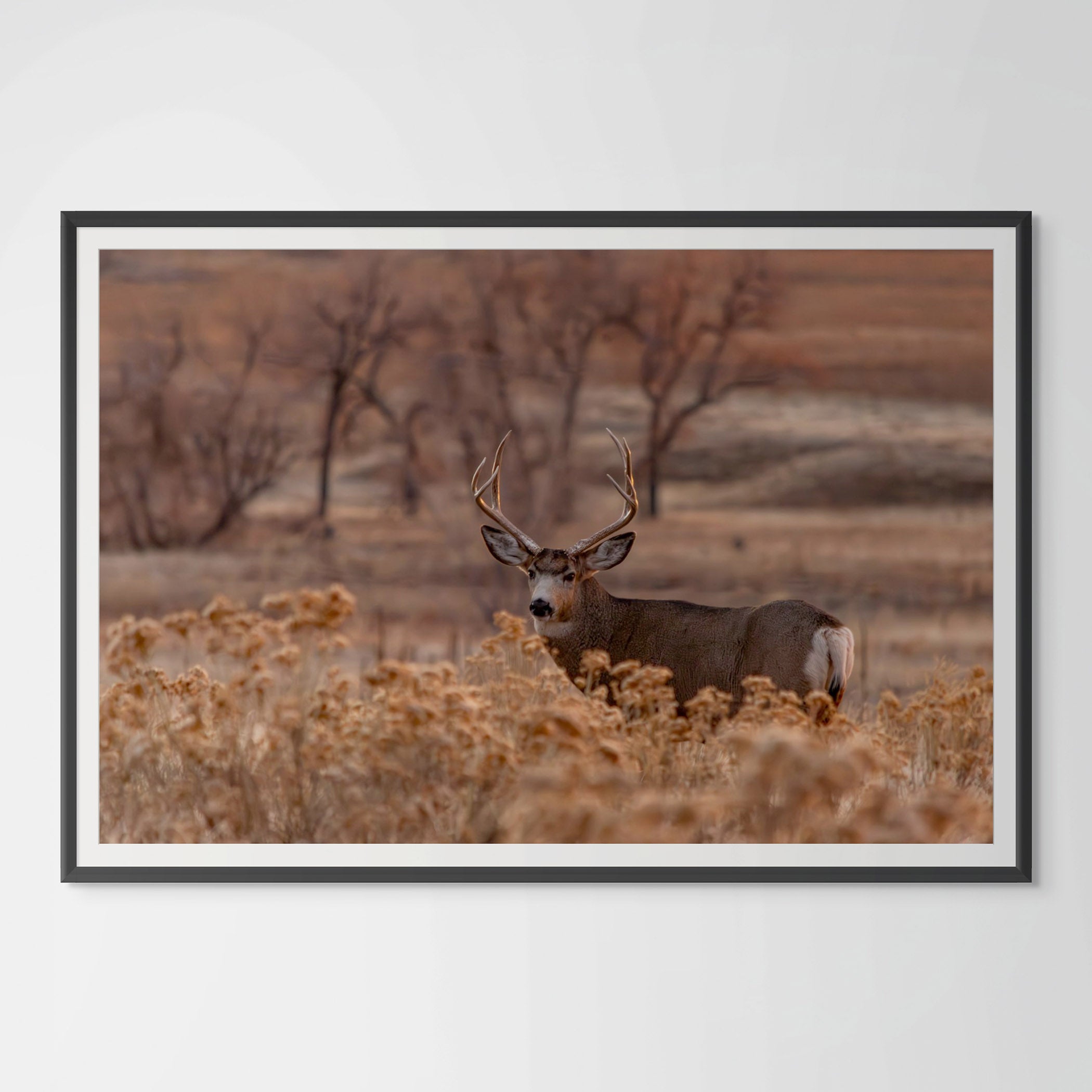Mule Deer at Colorado Sunset: A Glimpse of Nature's Grandeur image 0