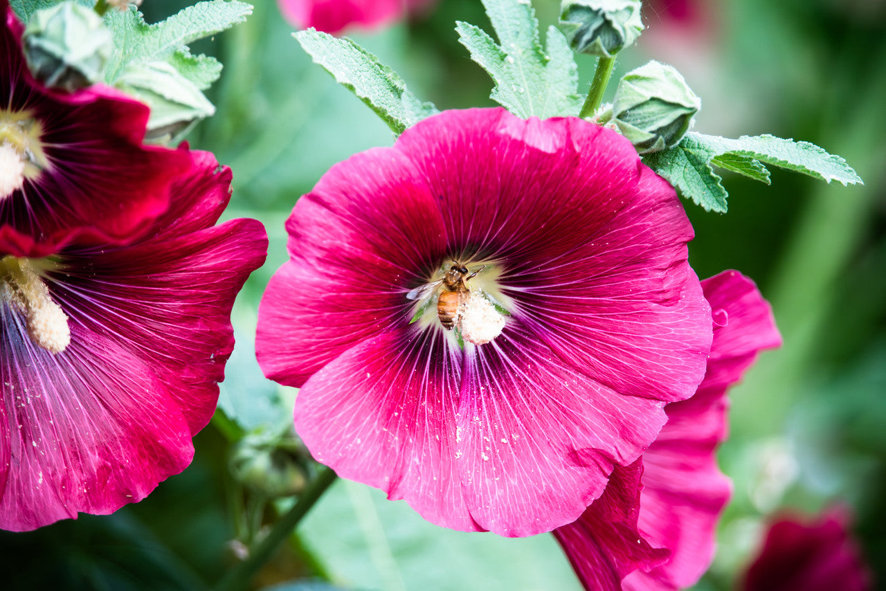 Magenta Hollyhock & Bee Giclée Print: Nature's Dance Immortalized image 1