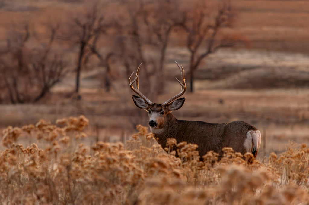 Mule Deer at Colorado Sunset: A Glimpse of Nature's Grandeur image 1