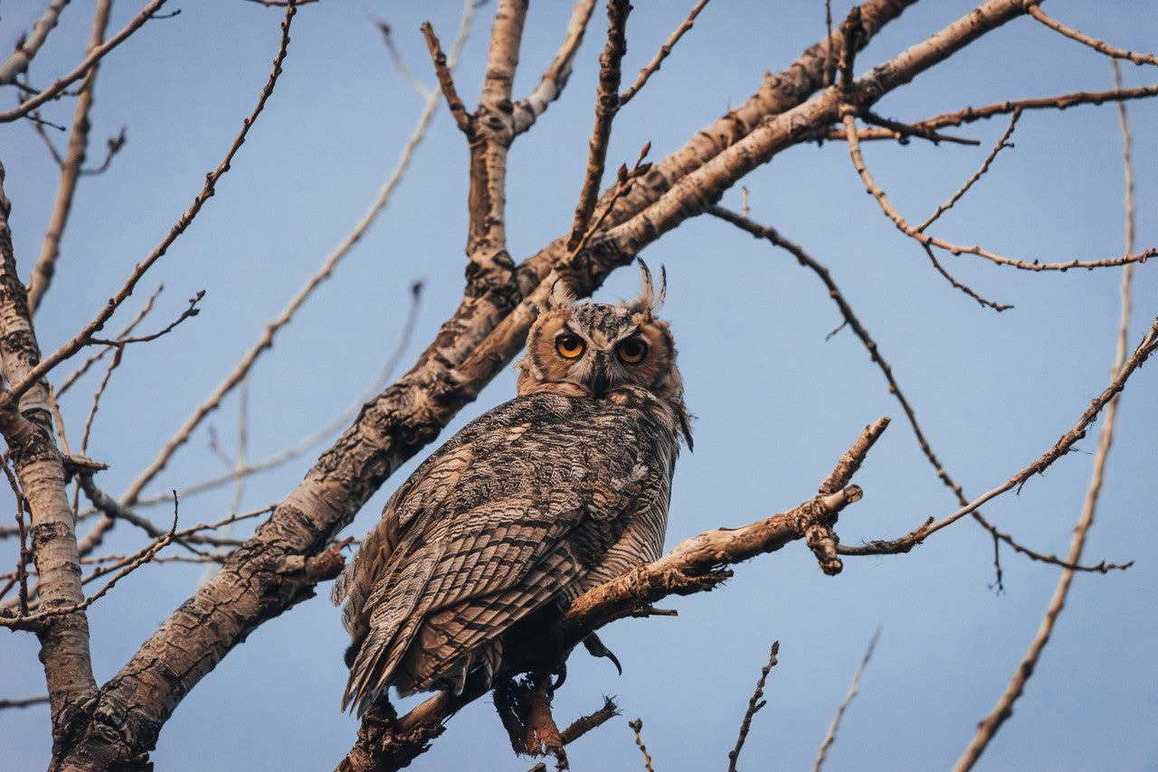 Great Horned Owl Giclée Print: A Piercing Gaze from Nature's Nocturnal Hunter image 1