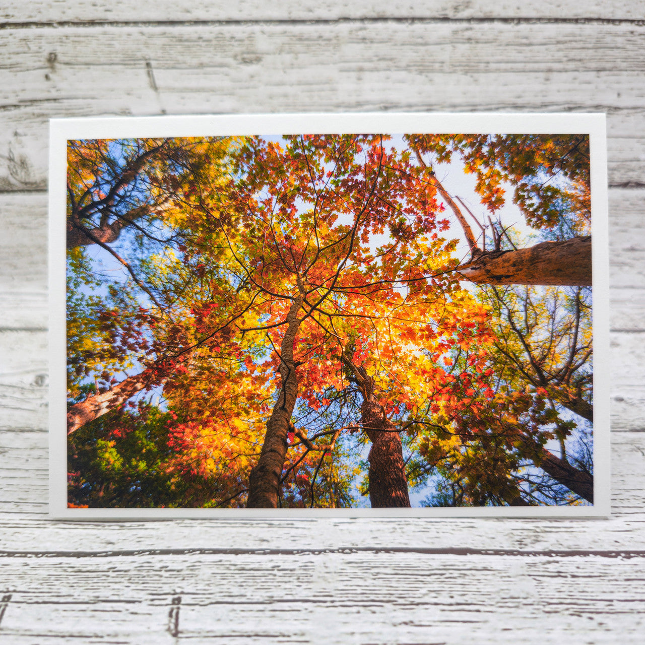 Set of  Notecards with Envelopes Featuring Autumn Leaves in Maine image 1