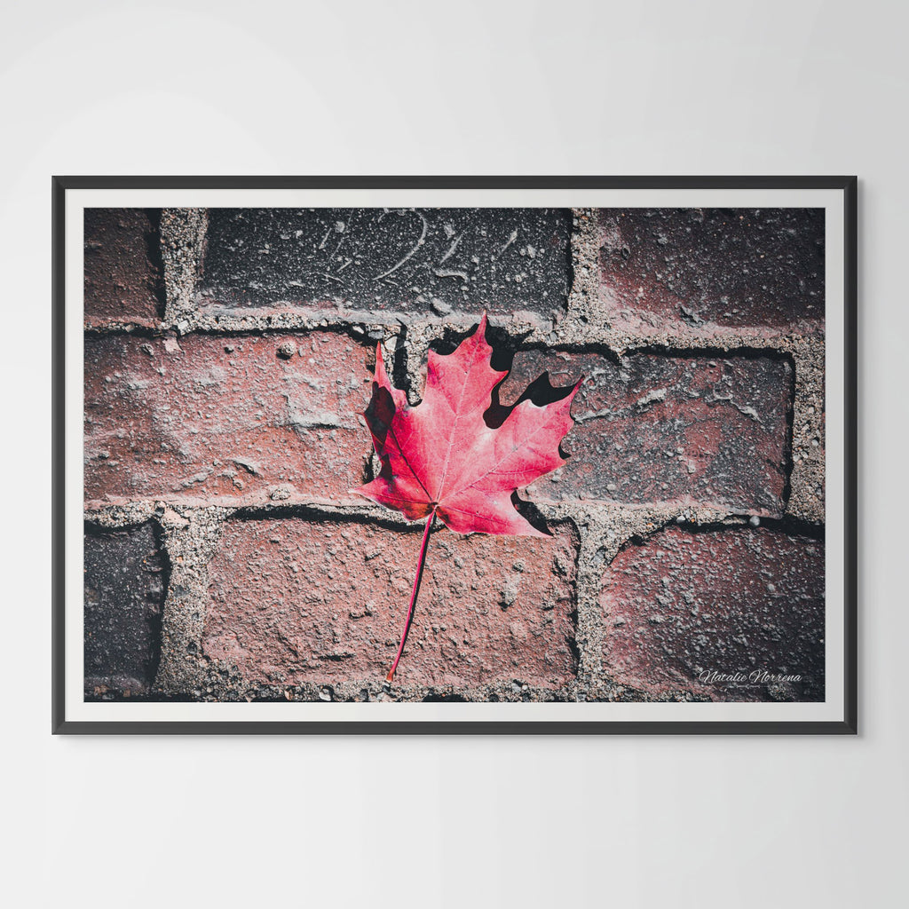 Red Maple Leaf in Boston Common Giclée Print: A Moment of Urban Nature image 0