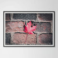 Red Maple Leaf in Boston Common Giclée Print: A Moment of Urban Nature image 0