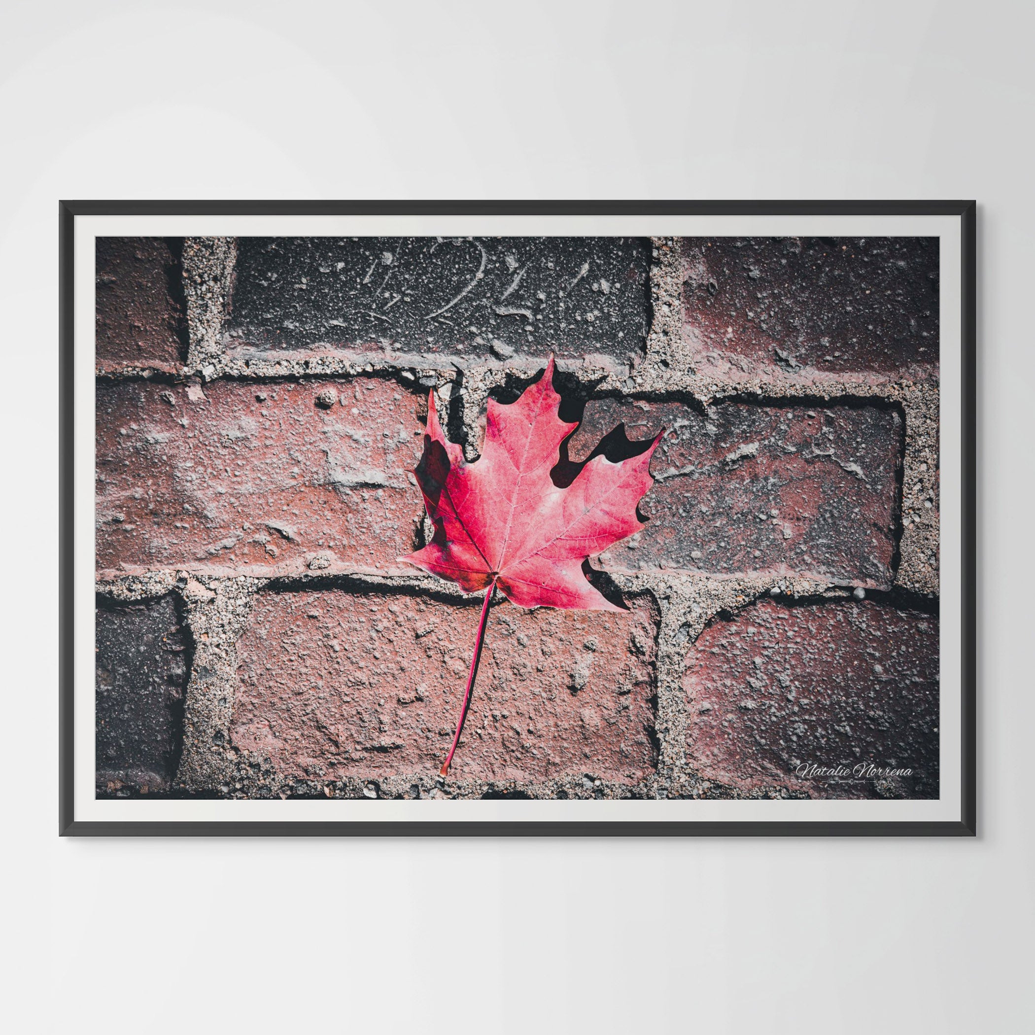 Red Maple Leaf in Boston Common Giclée Print: A Moment of Urban Nature image 0