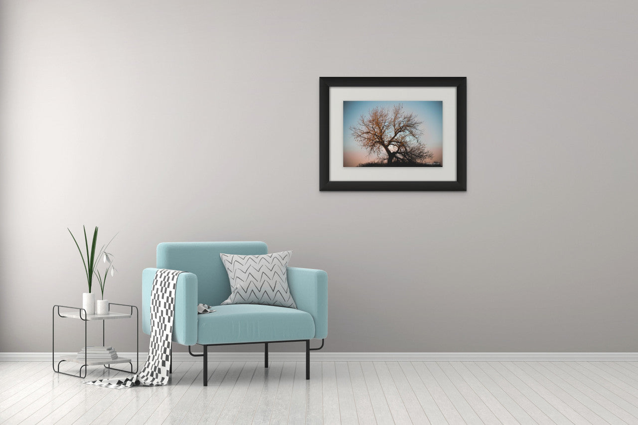Sunset Cottonwood: Colorado's Majestic Beauty Giclee Print image 5