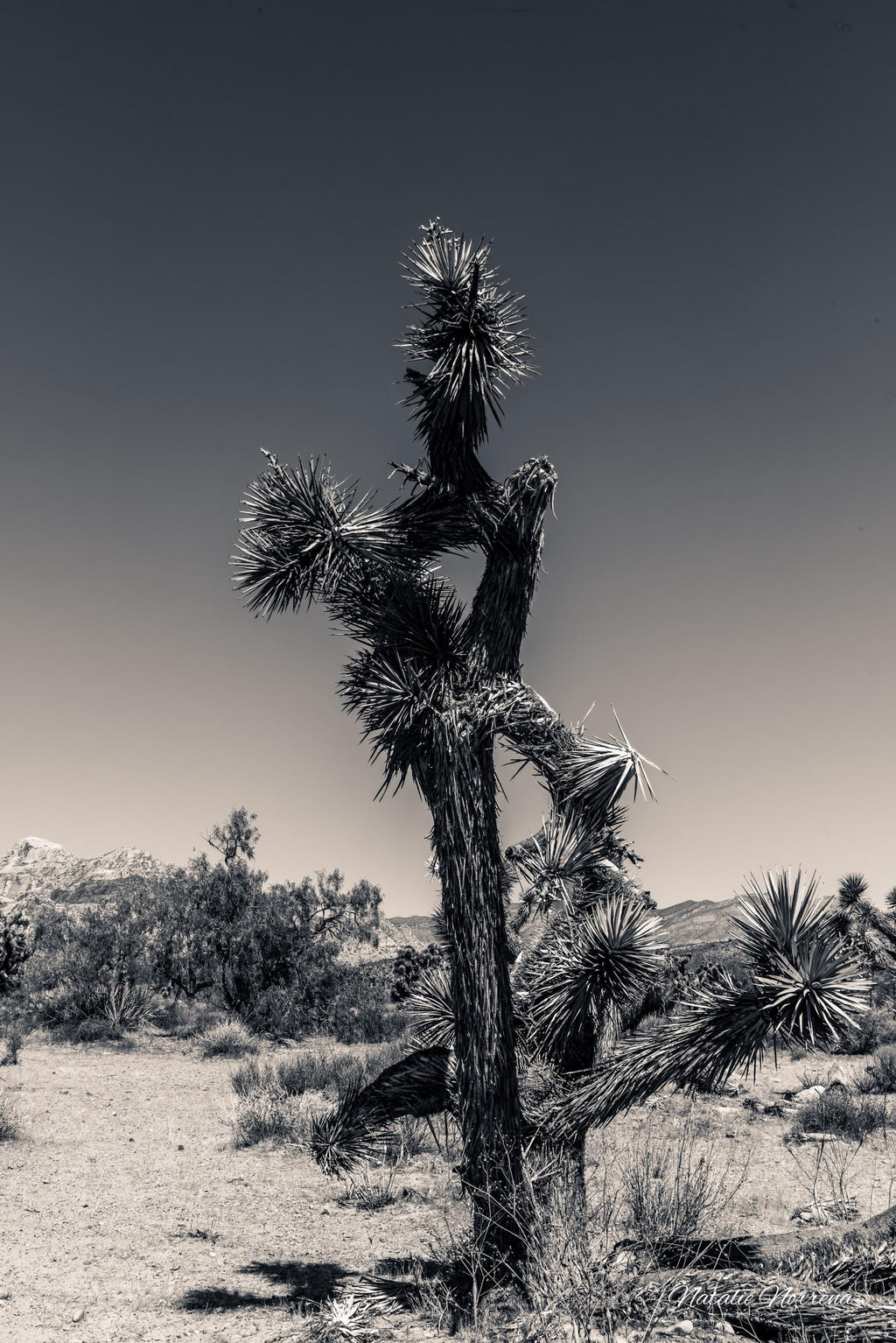 The Sentinel | Hand-Signed Fine Art Memorial Print image 1