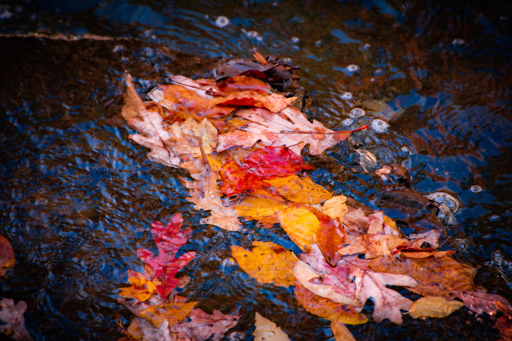 Autumn Leaves Giclée Print: A Dance of Colors on the River image 1
