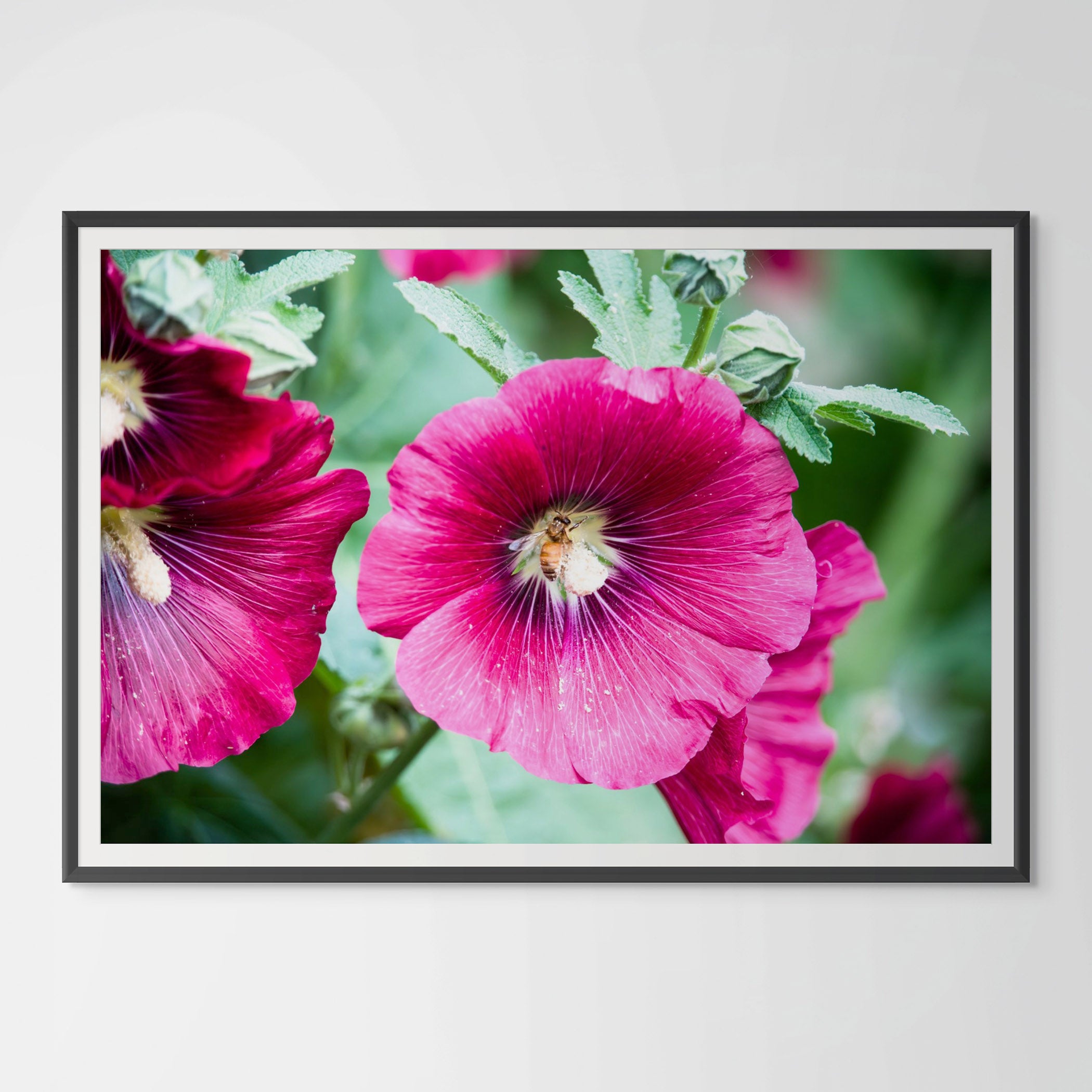 Magenta Hollyhock & Bee Giclée Print: Nature's Dance Immortalized image 0
