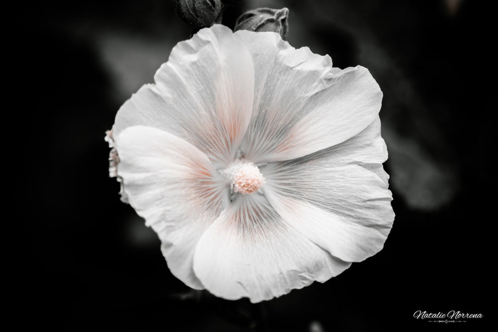 Hollyhock Monochrome Giclée Print: Elegance in Simplicity image 1