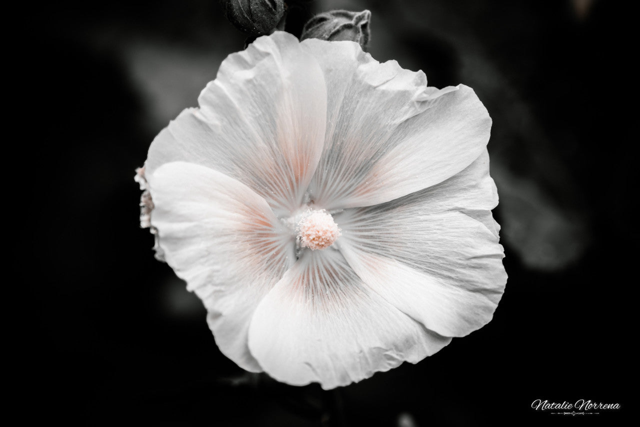 Hollyhock Monochrome Giclée Print: Elegance in Simplicity image 1