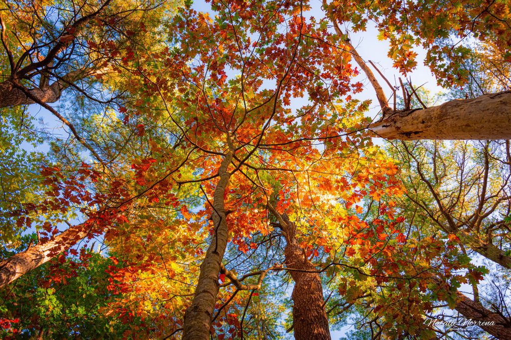Autumn Leaves in Maine Giclee Print: A Canopy of Color image 1