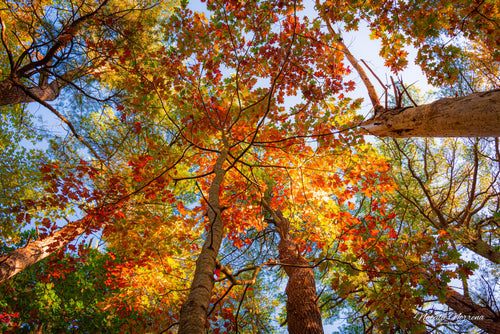 Autumn Leaves in Maine Giclee Print: A Canopy of Color image 1