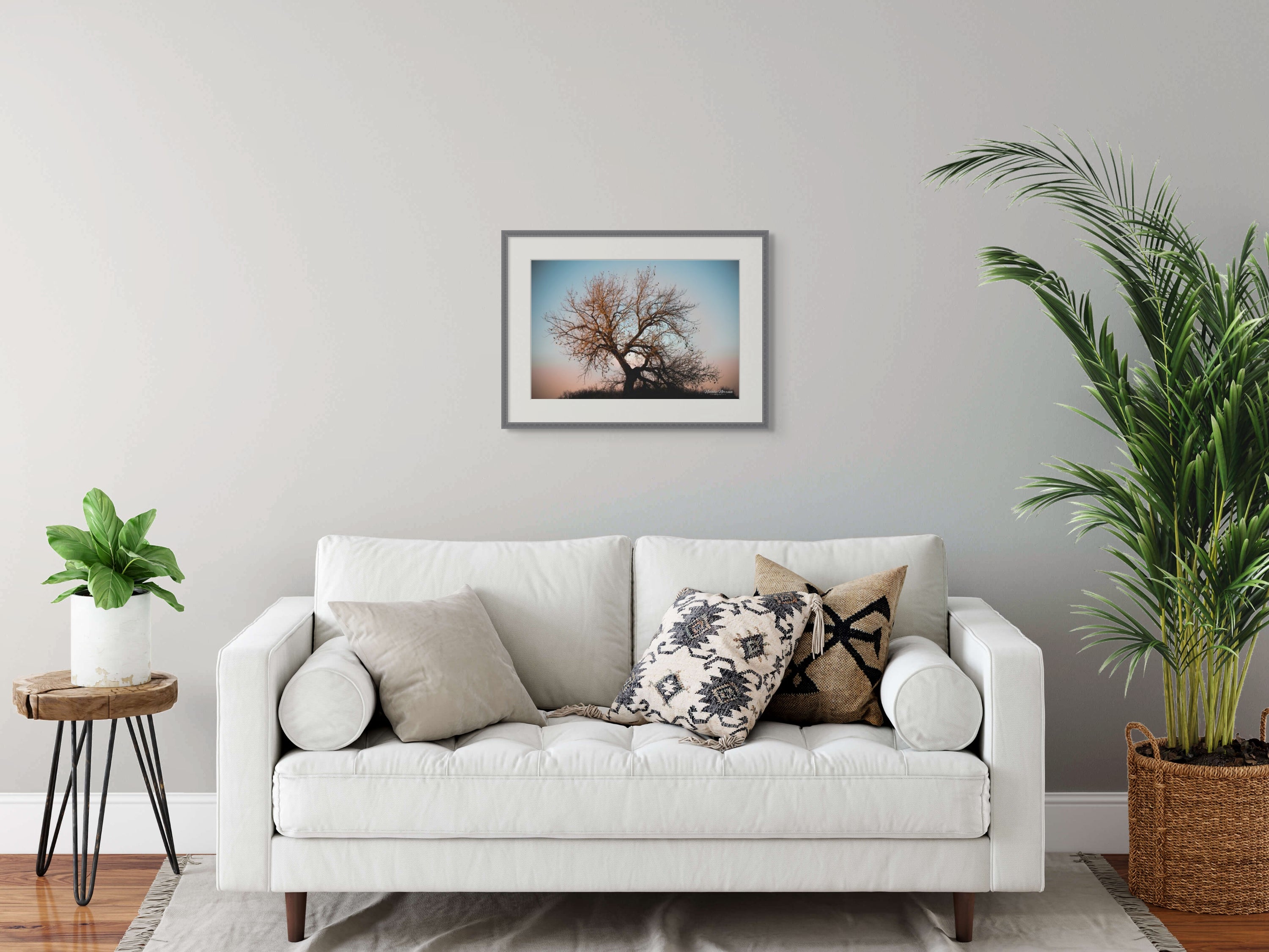 Sunset Cottonwood: Colorado's Majestic Beauty Giclee Print image 2