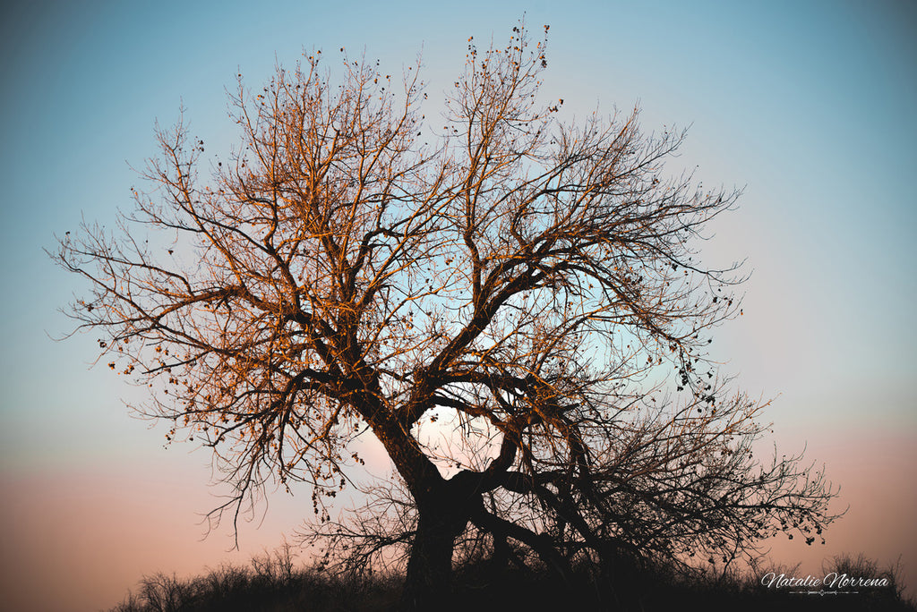 Sunset Cottonwood: Colorado's Majestic Beauty Giclee Print image 1