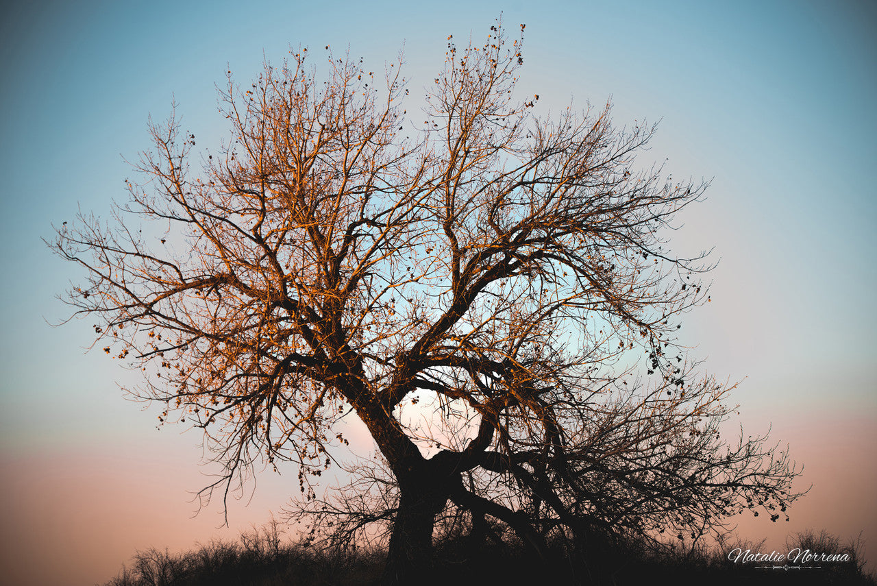 Sunset Cottonwood: Colorado's Majestic Beauty Giclee Print image 1
