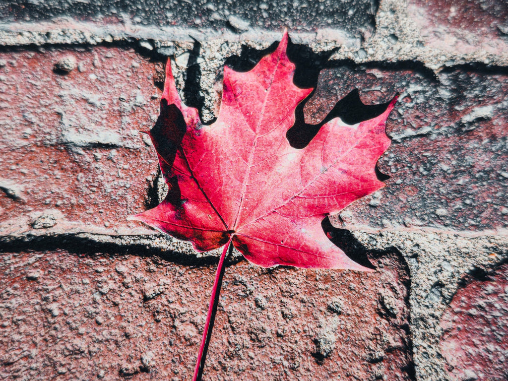 Red Maple Leaf in Boston Common Giclée Print: A Moment of Urban Nature image 2