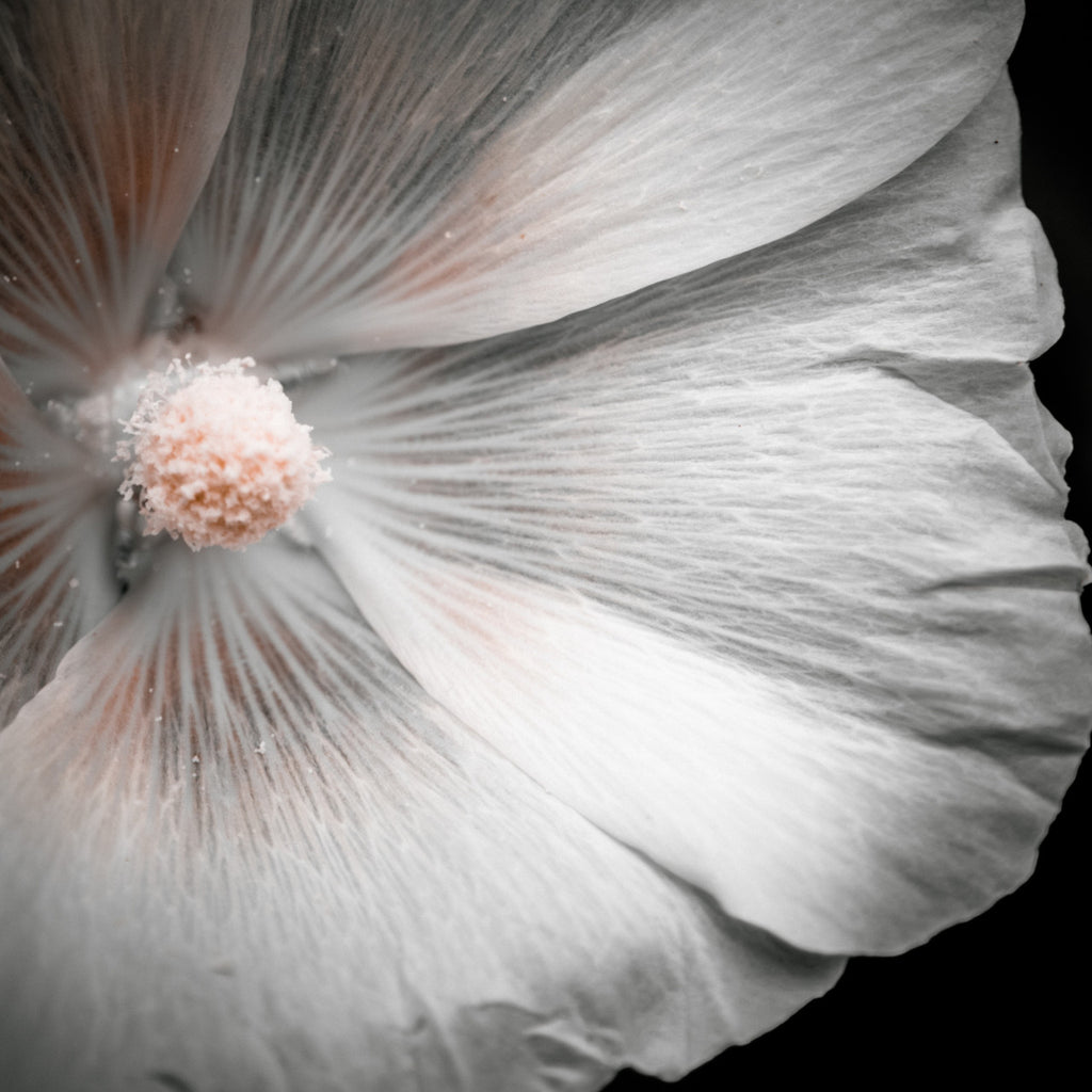 Hollyhock Monochrome Giclée Print: Elegance in Simplicity image 4