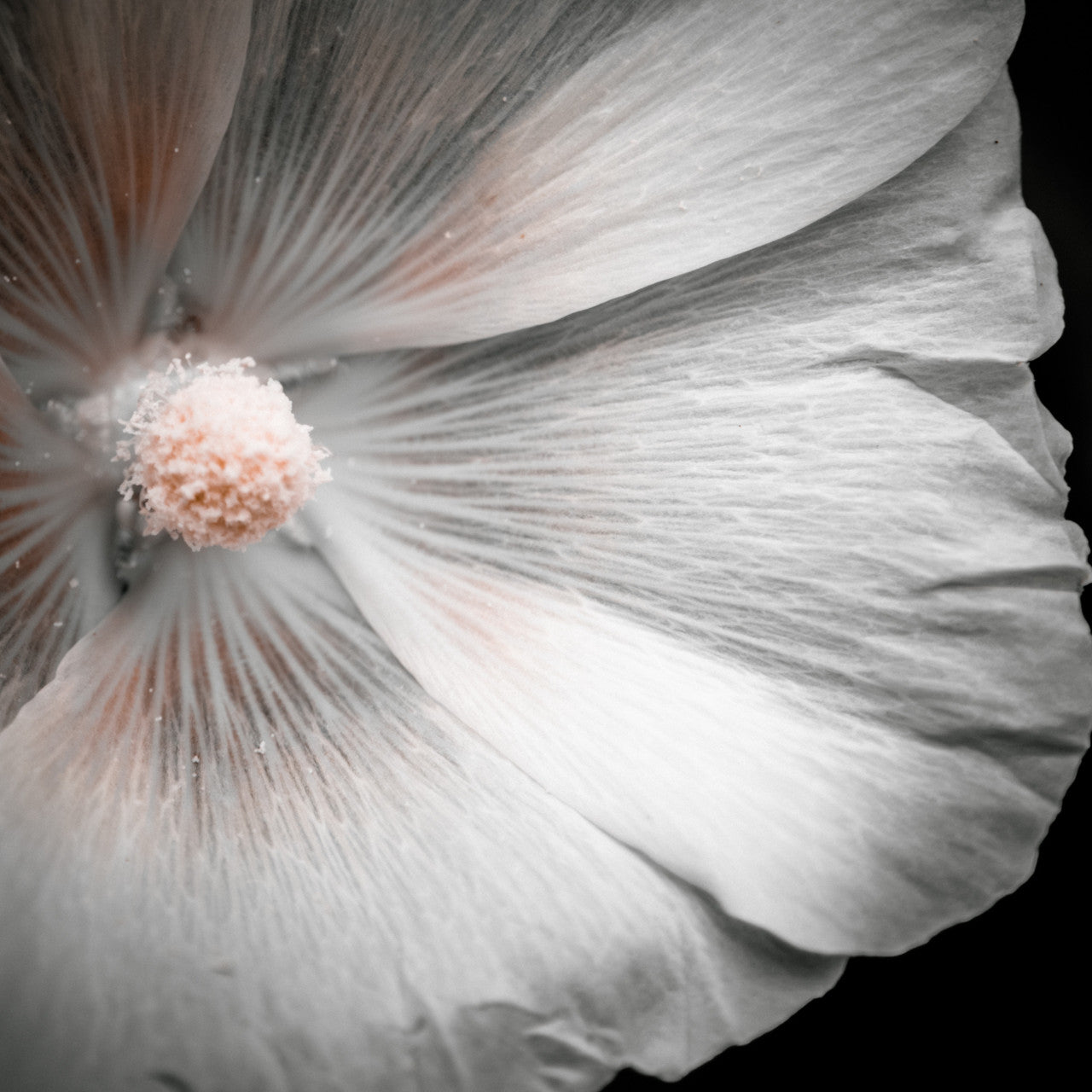 Hollyhock Monochrome Giclée Print: Elegance in Simplicity image 4